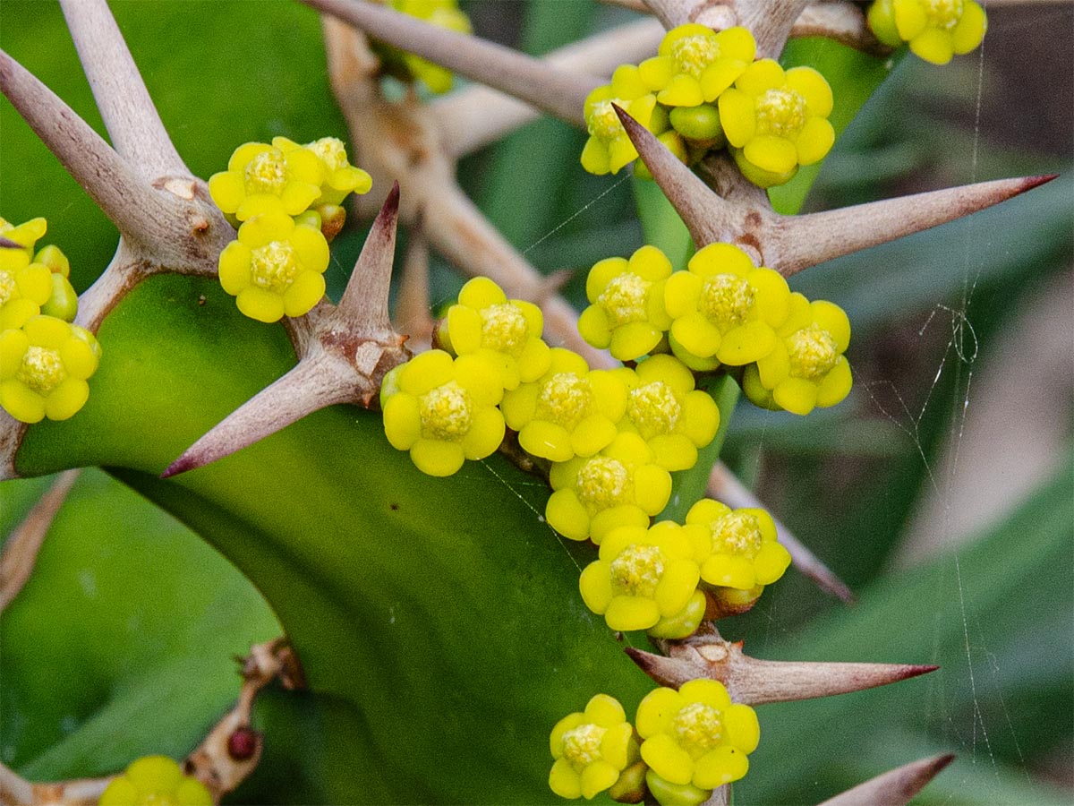 Blüten